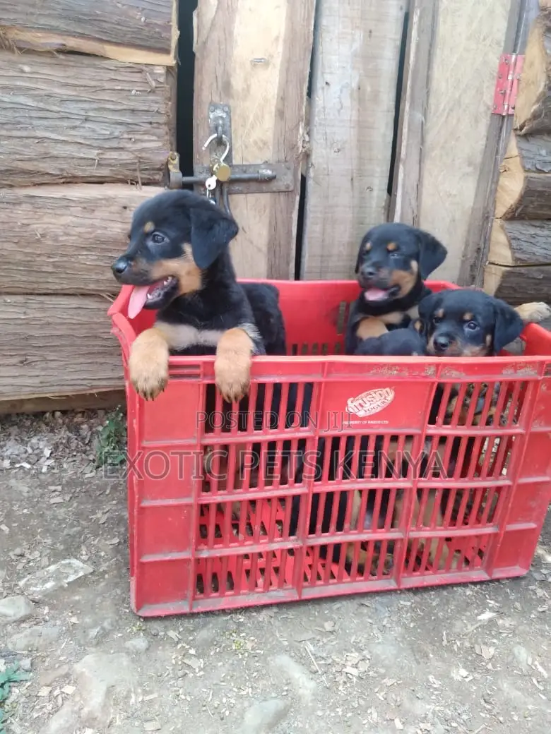 1-3 months Male Purebred Rottweiler
