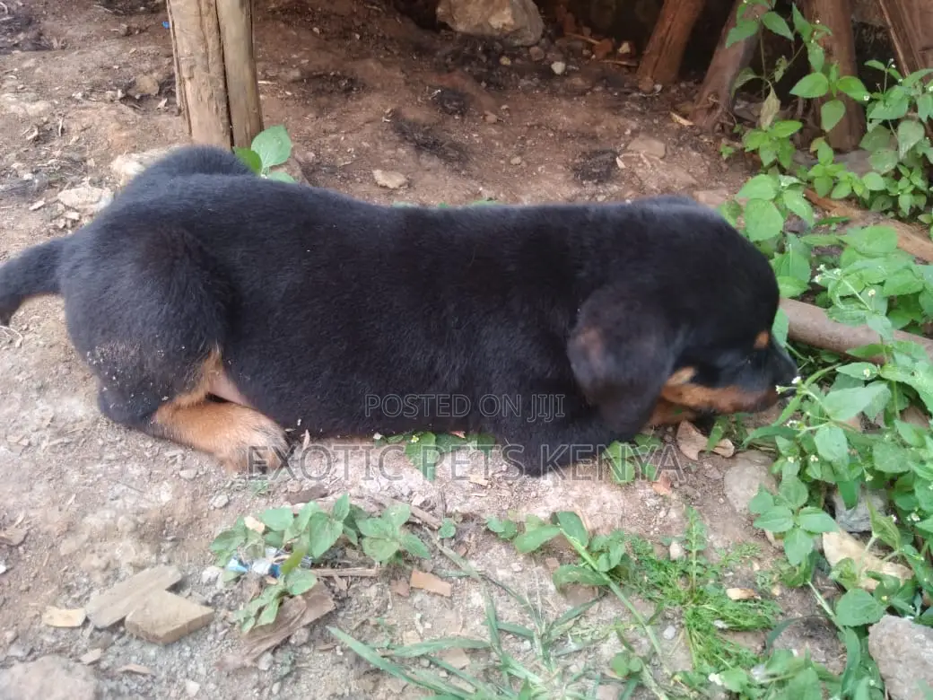 1-3 months Male Purebred Rottweiler