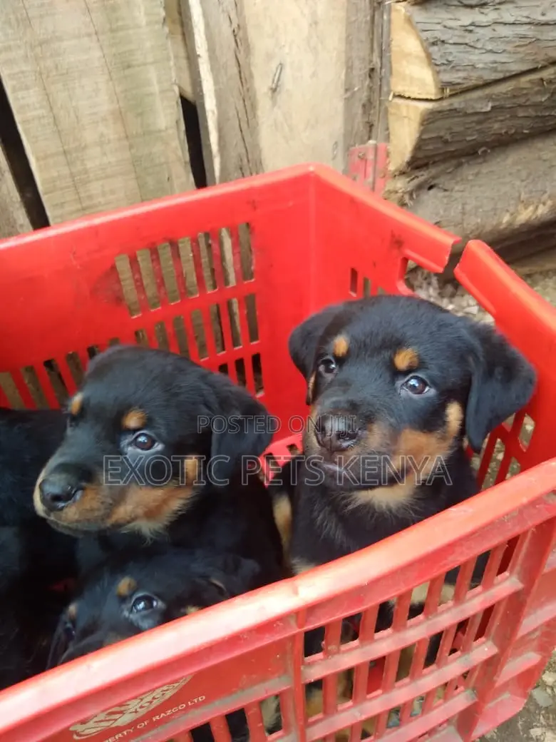 1-3 months Male Purebred Rottweiler