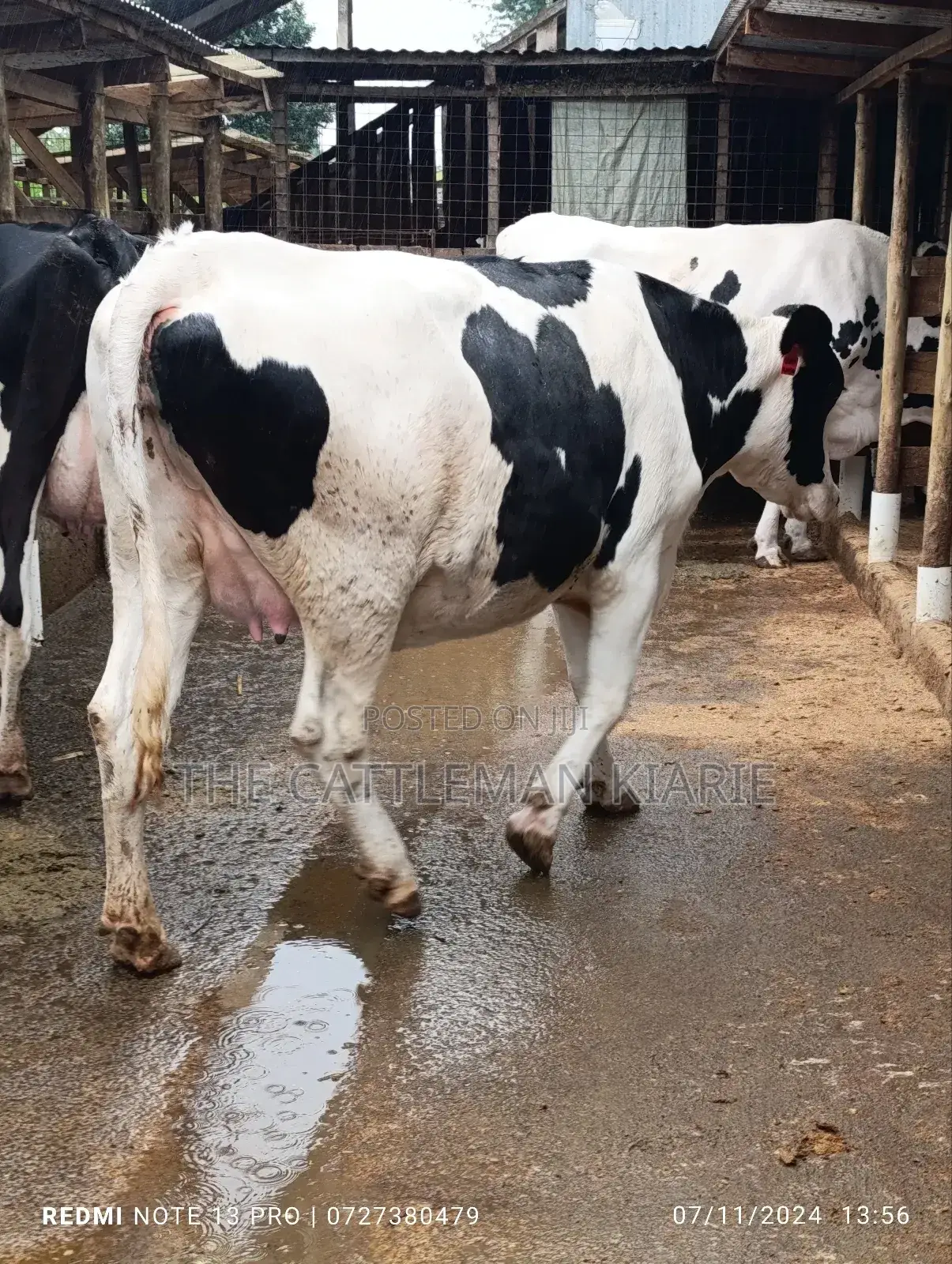 Holstein Incalf Heifer