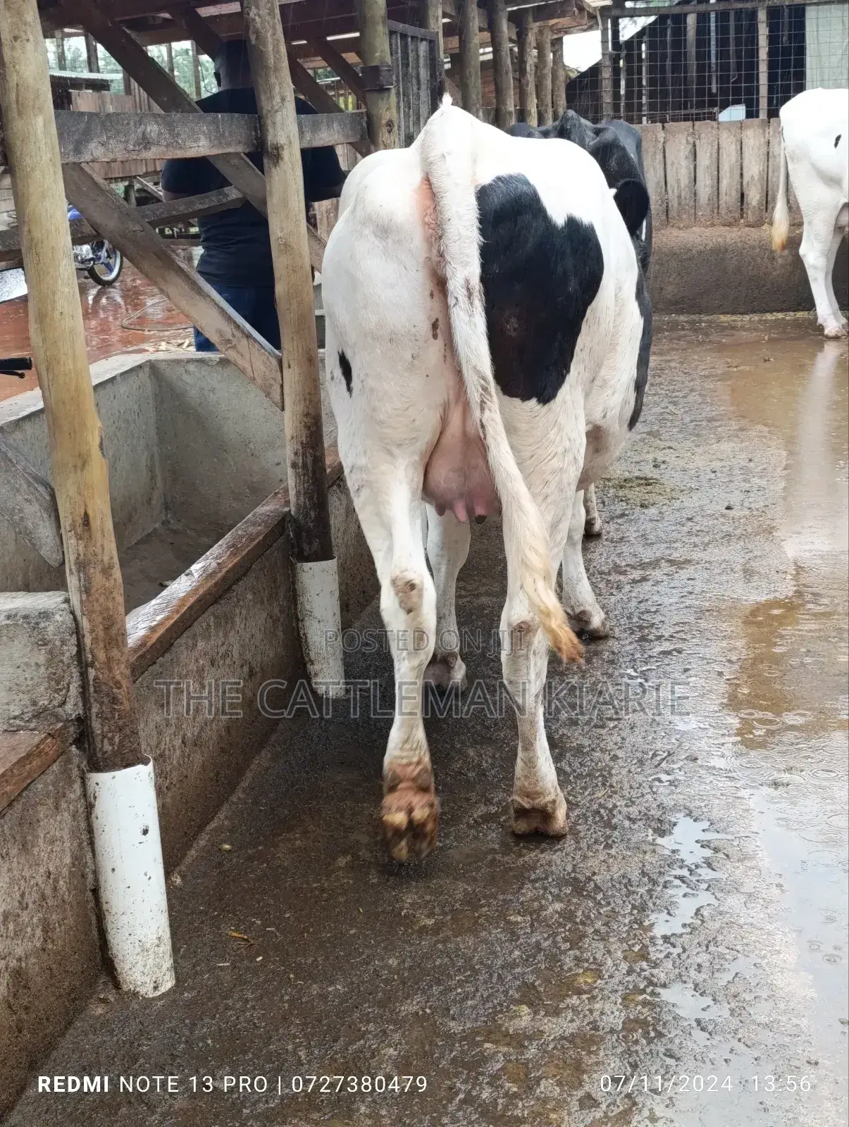 Holstein Incalf Heifer