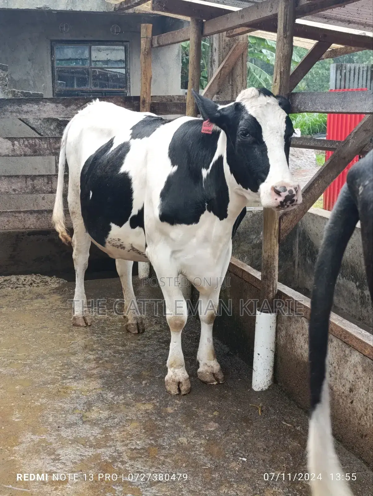 Holstein Incalf Heifer