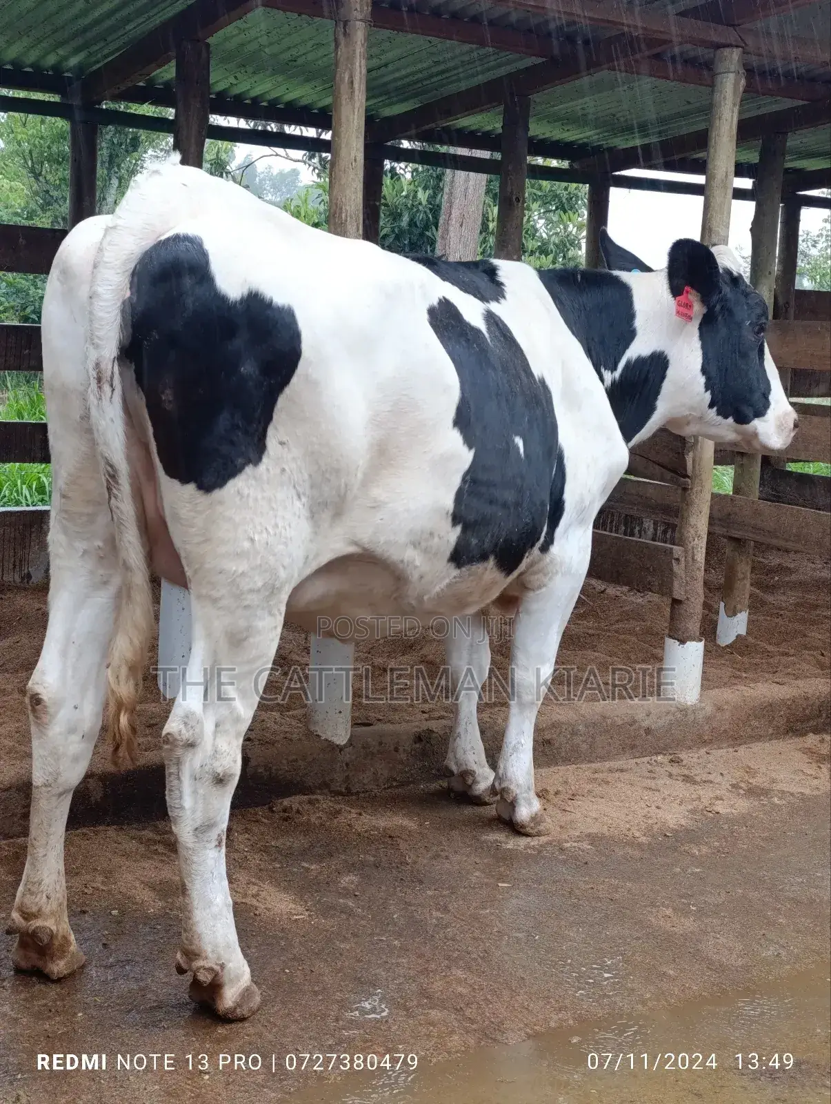 Holstein Incalf Heifer