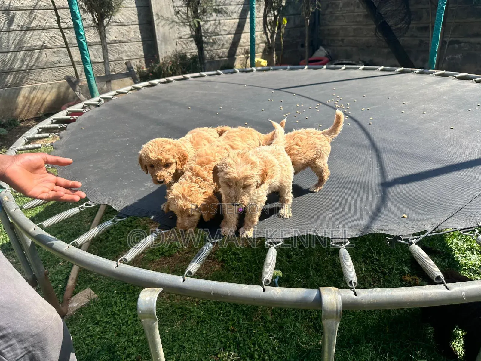 1-3 months Female Purebred Goldendoodle