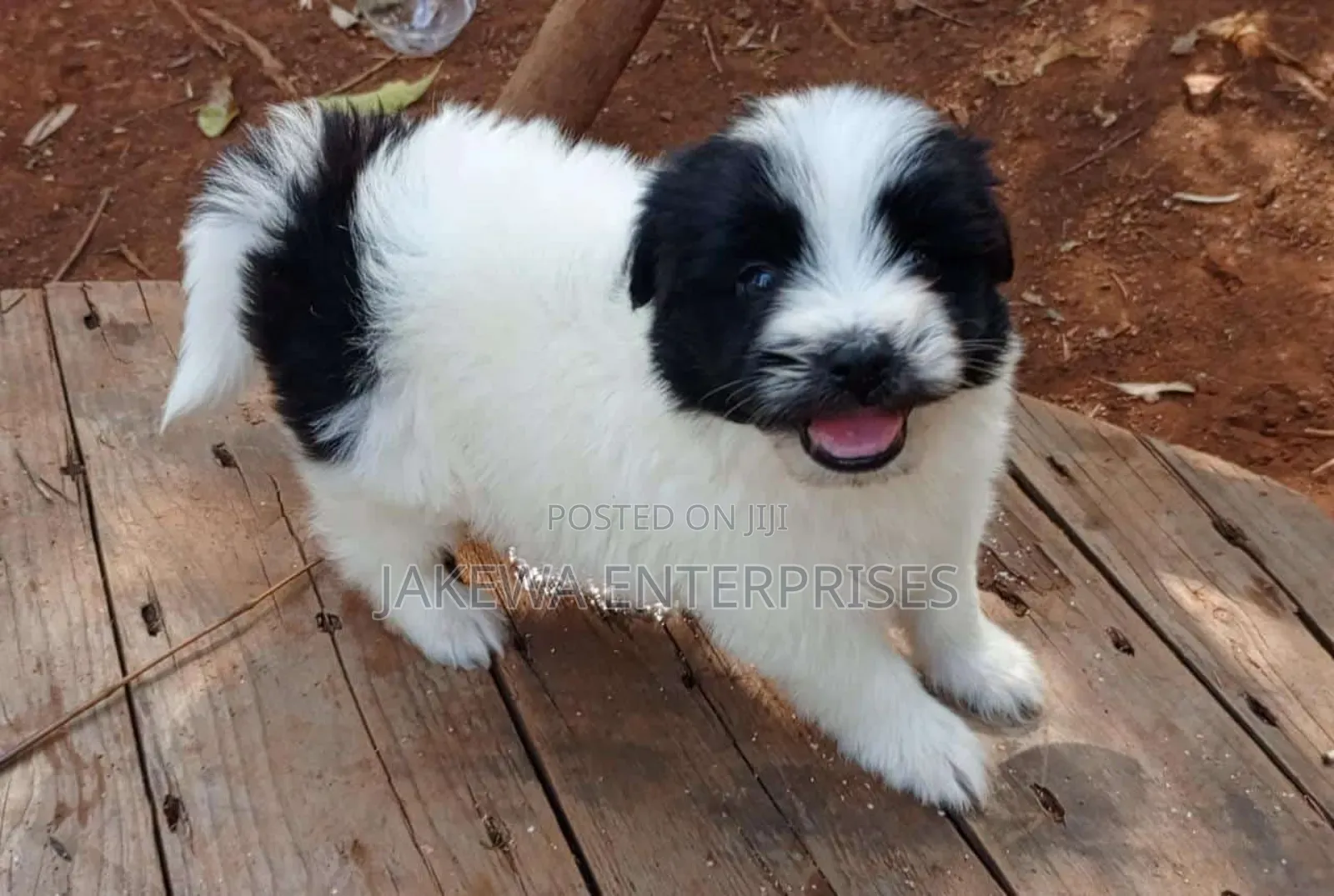 1-3 months Male Purebred Havanese