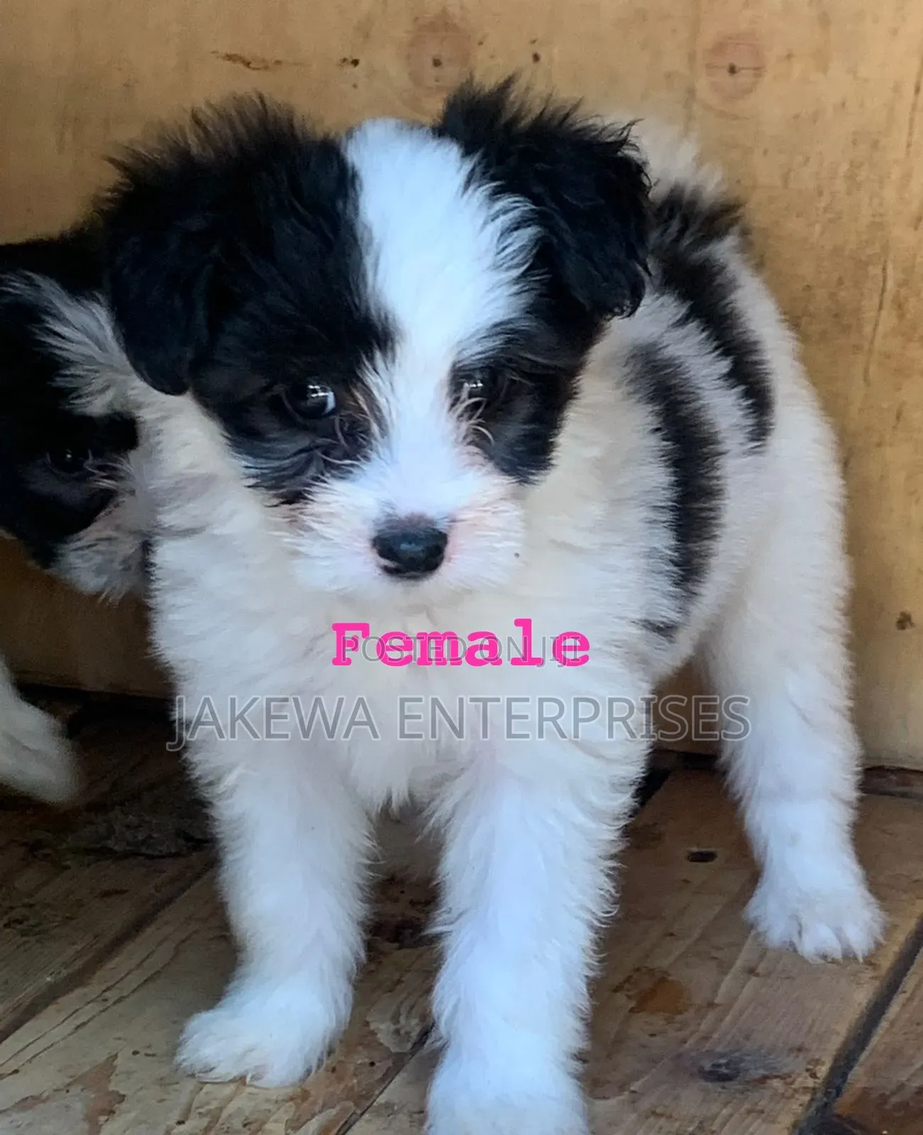 1-3 months Female Purebred Havanese