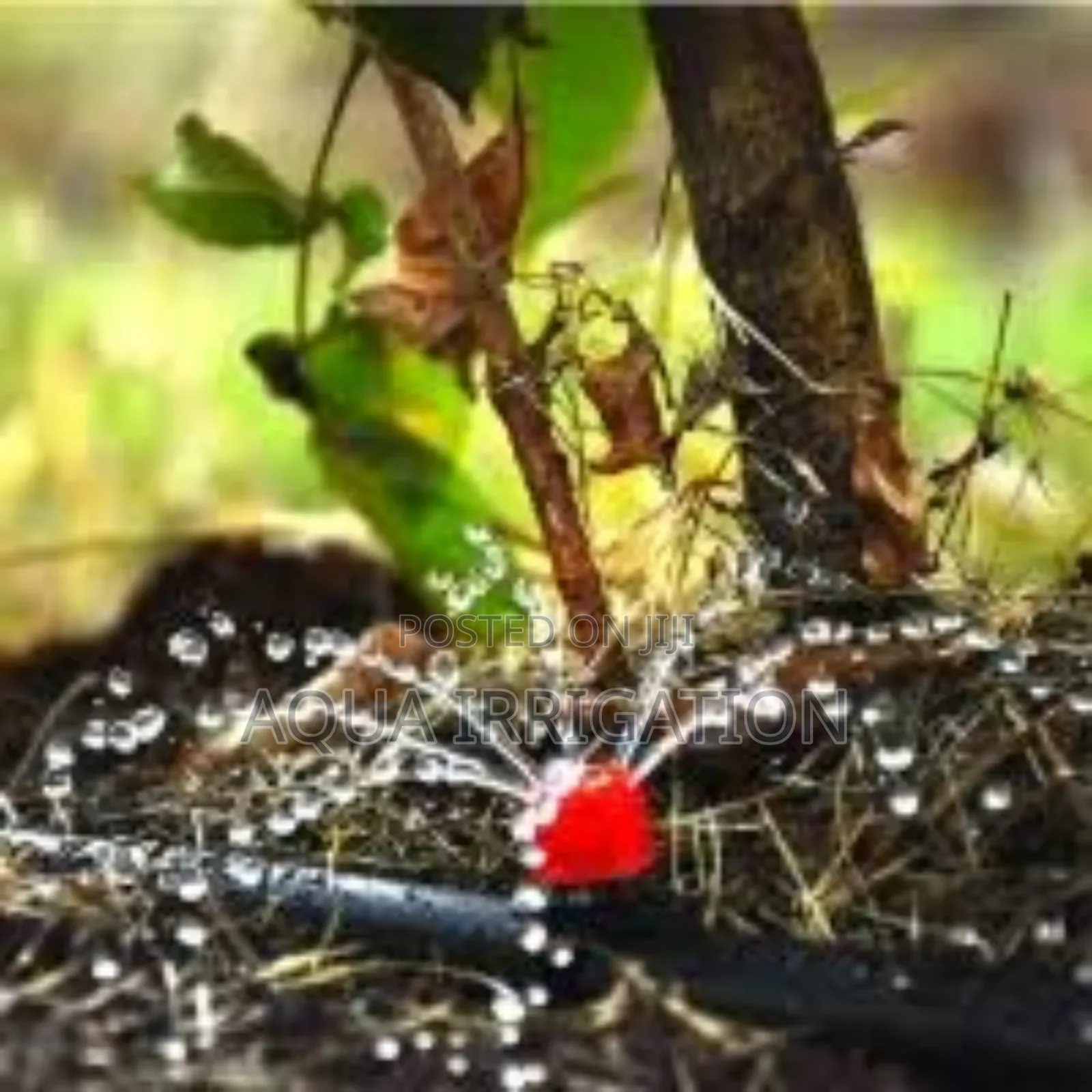 "Achieve Water Efficiency With Button Drippers