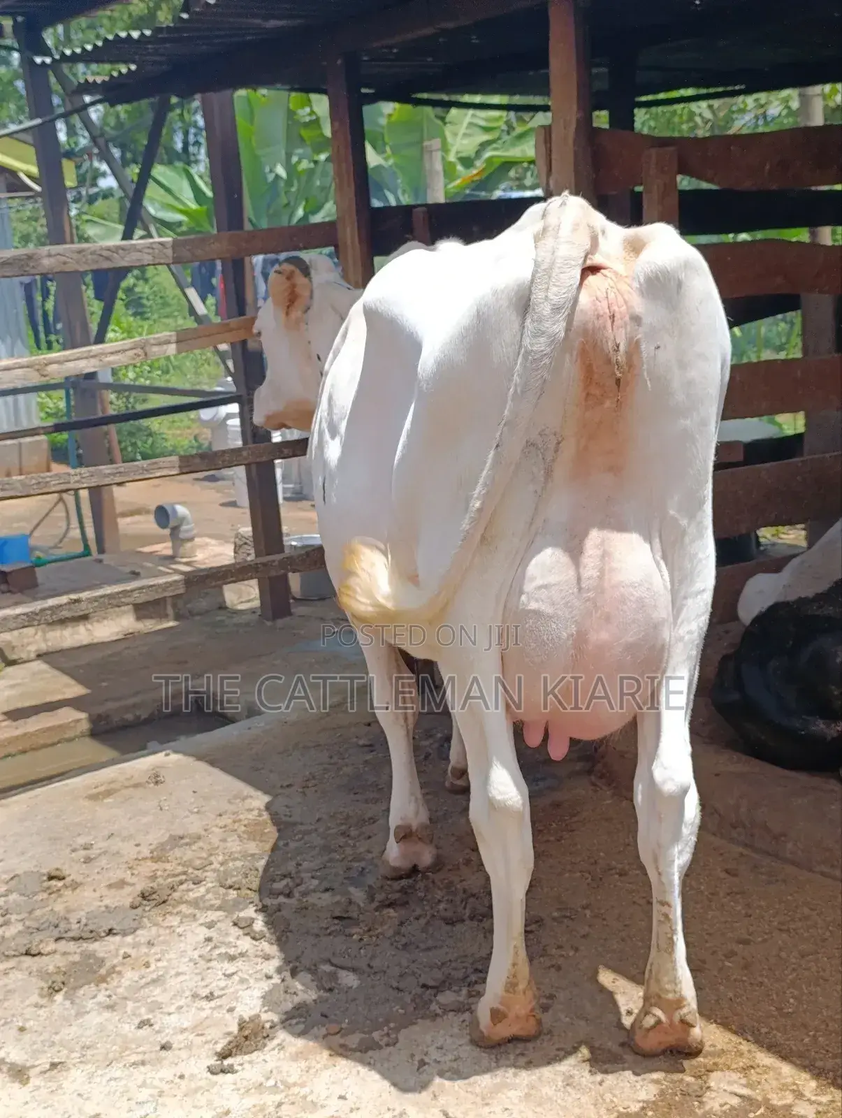 Pure Holstein for Sale