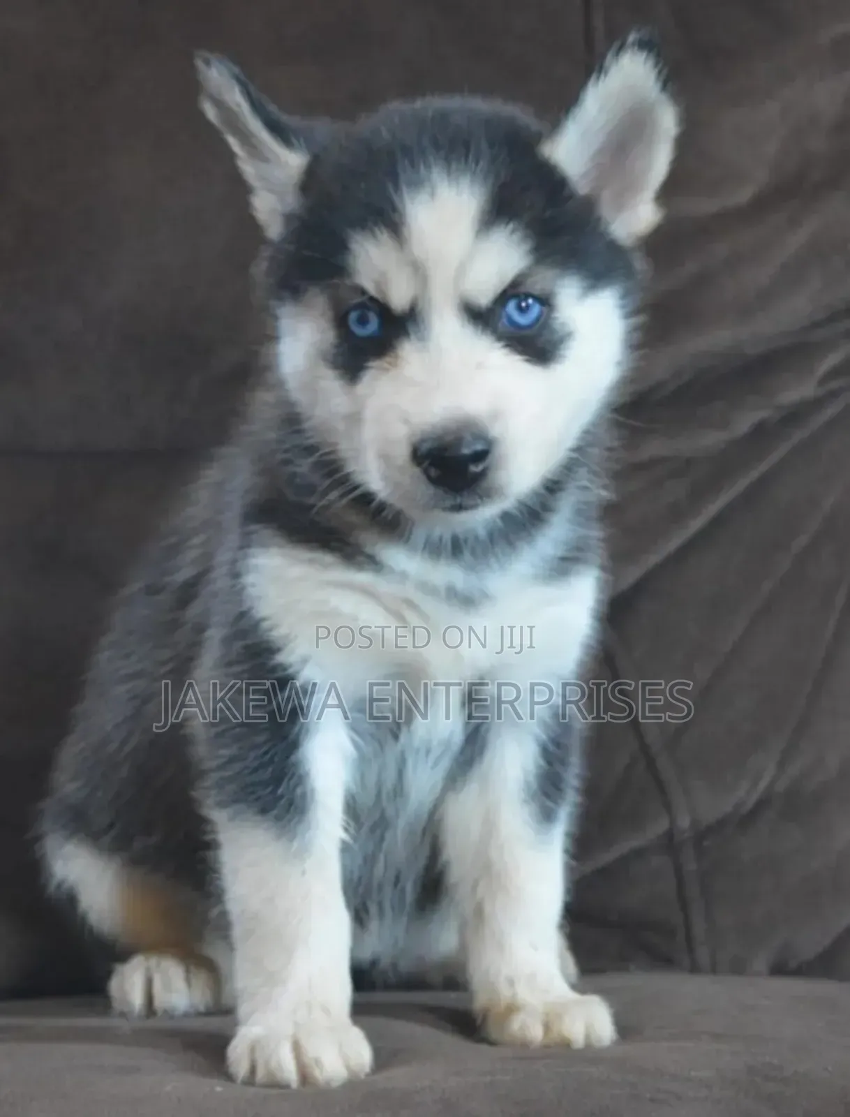 1-3 months Male Purebred Siberian Husky