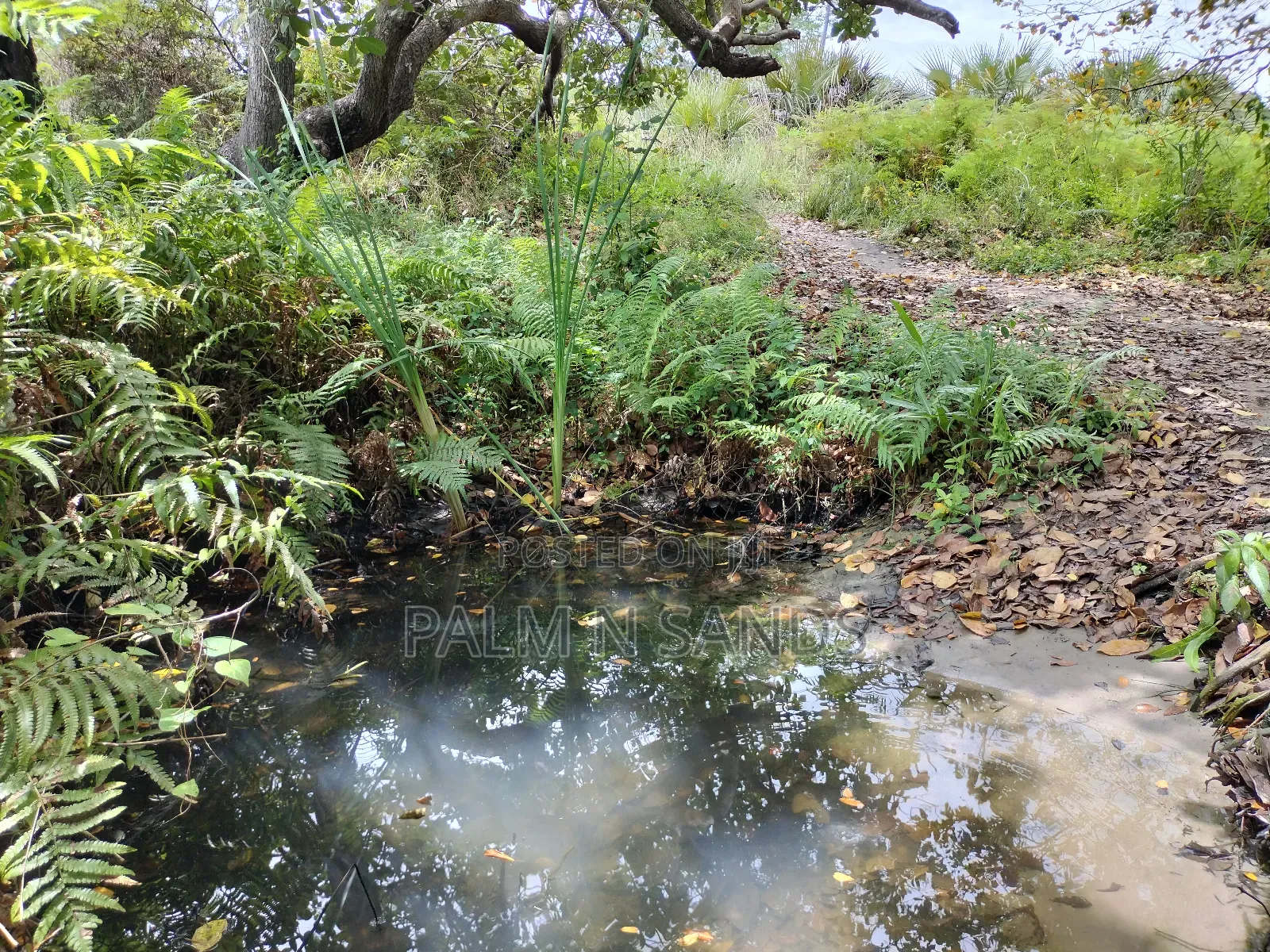 36 Acre Farmland on Sale in Mabokoni! 