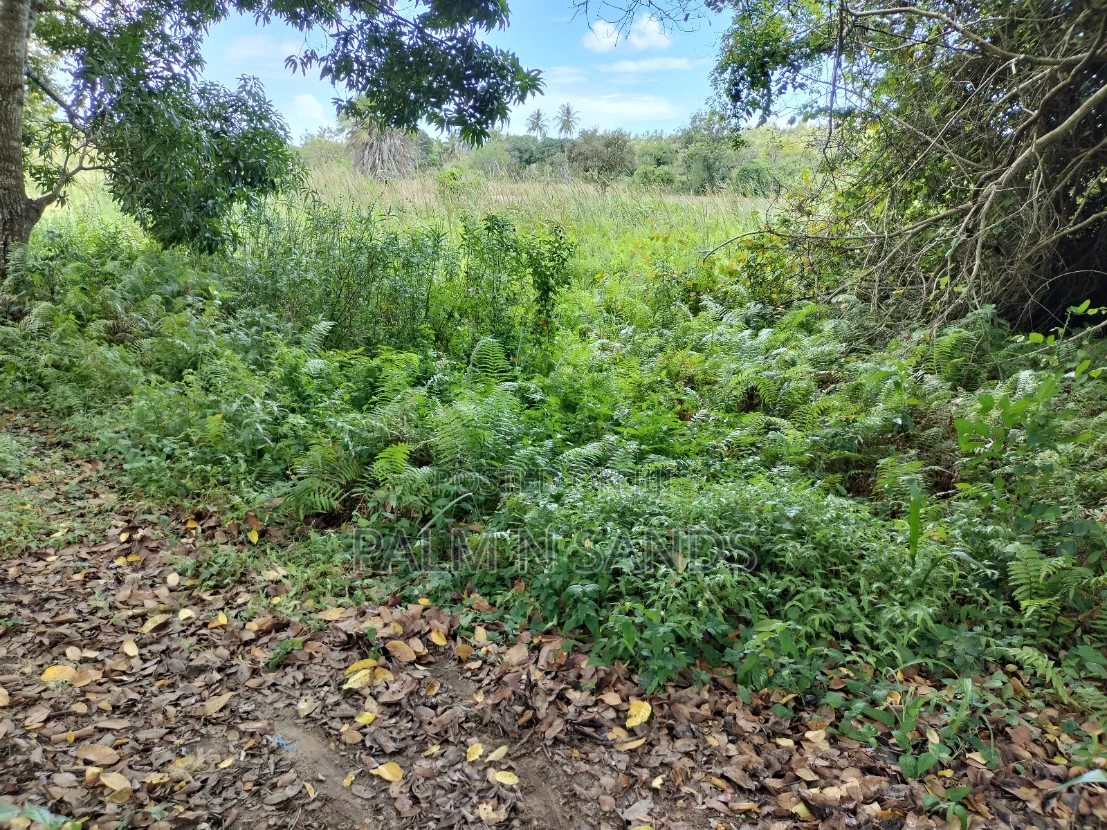 36 Acre Farmland on Sale in Mabokoni! 