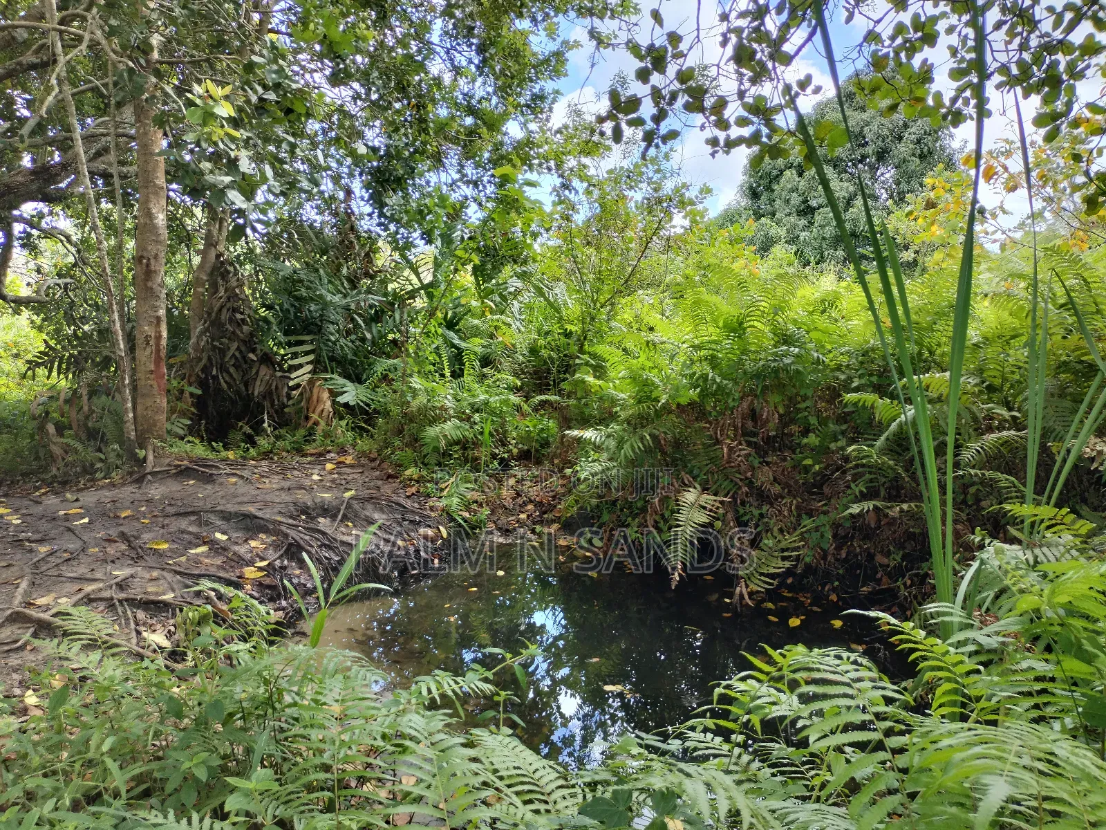 36 Acre Farmland on Sale in Mabokoni! 