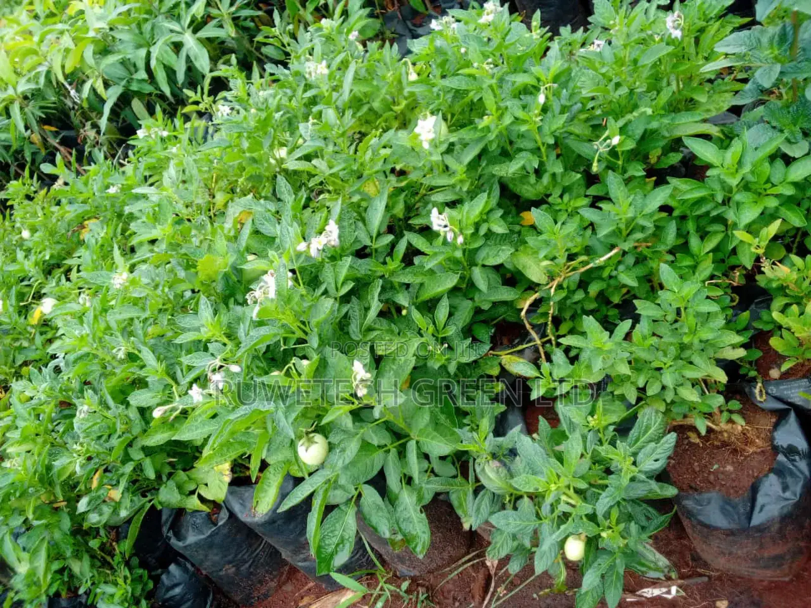 Pepino Melon