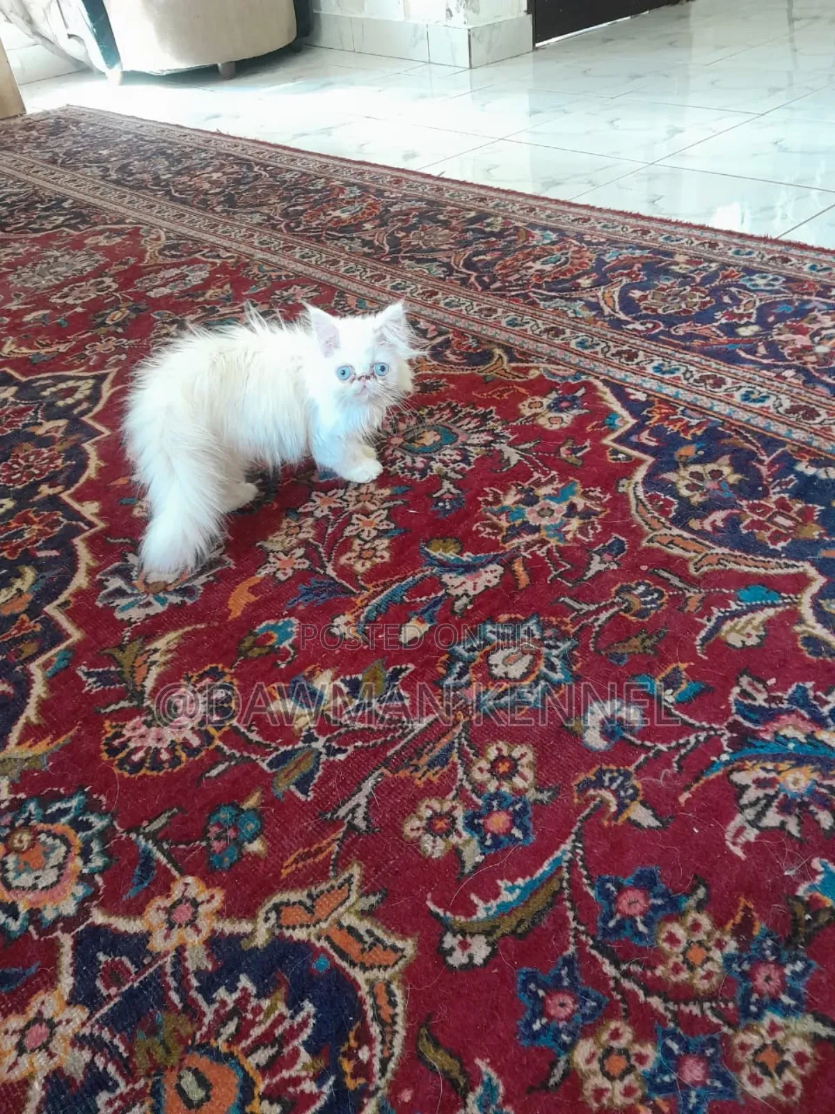 1-3 months Female Purebred Persian