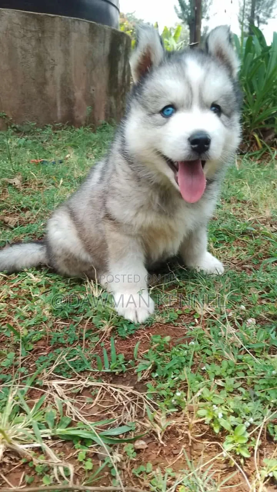 1-3 months Male Purebred Alaskan Malamute