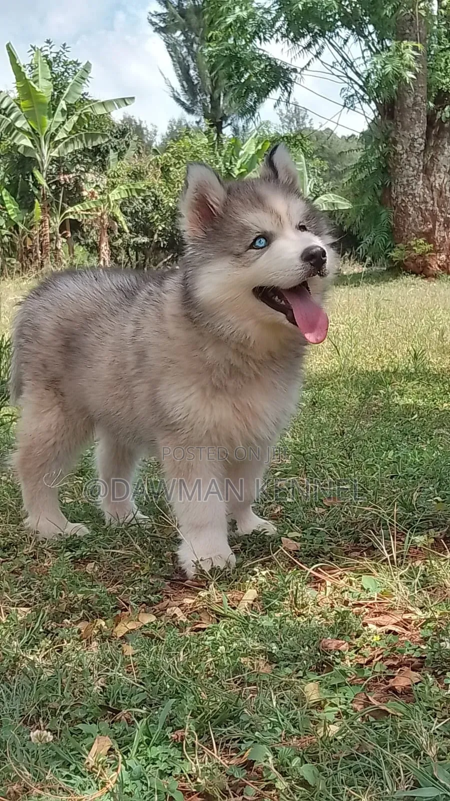 1-3 months Male Purebred Siberian Husky