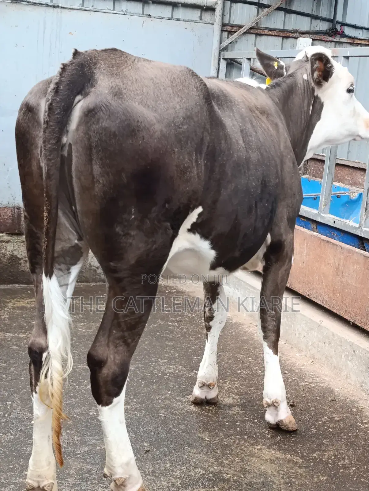 Fleckvieh Incalf Heifer