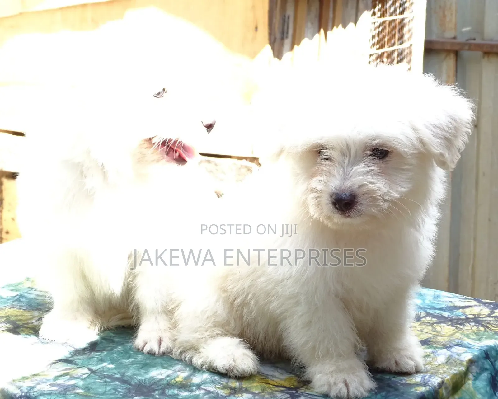 1-3 months Male Purebred Havanese