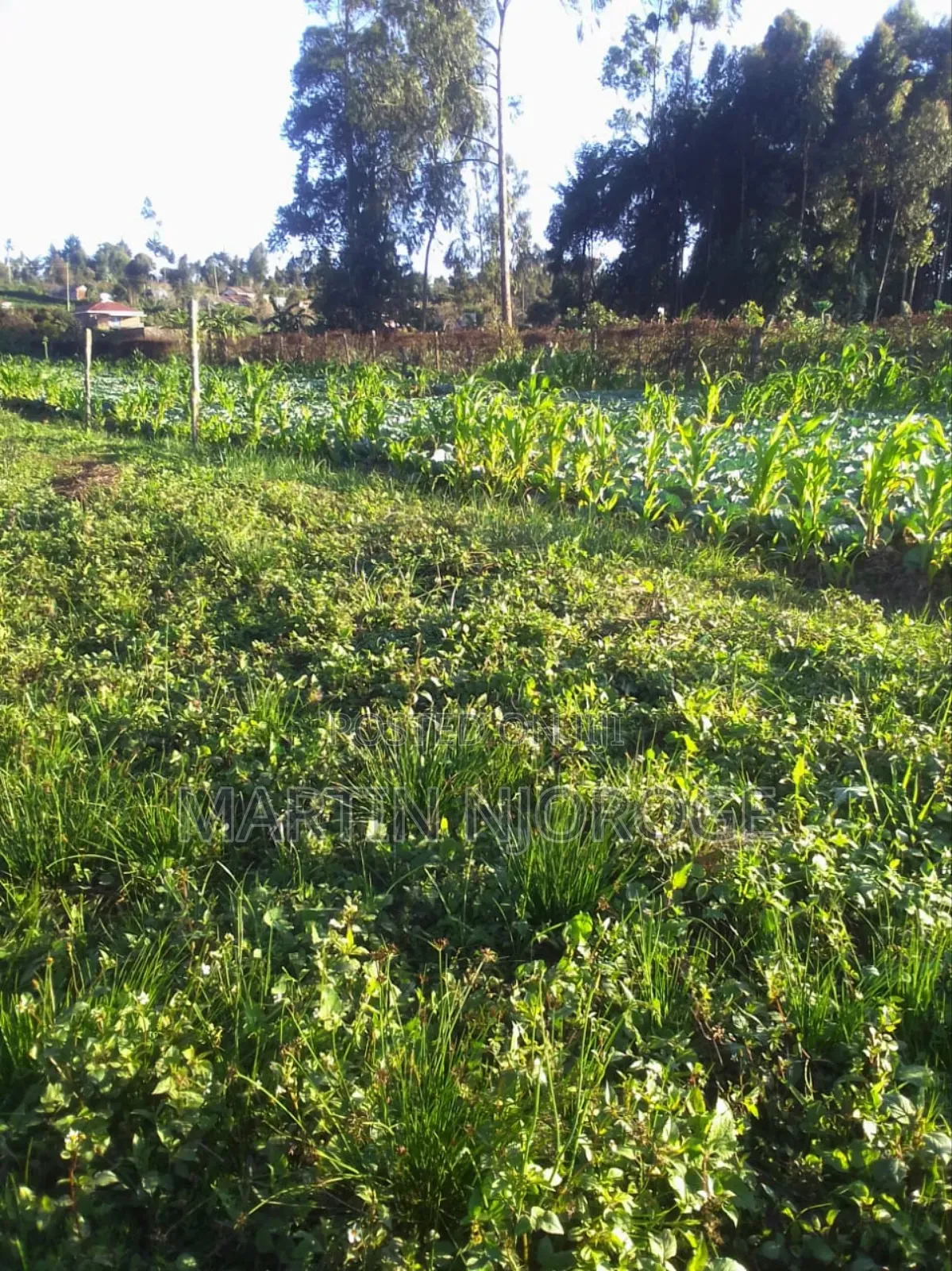 1 Acre Ngarariga