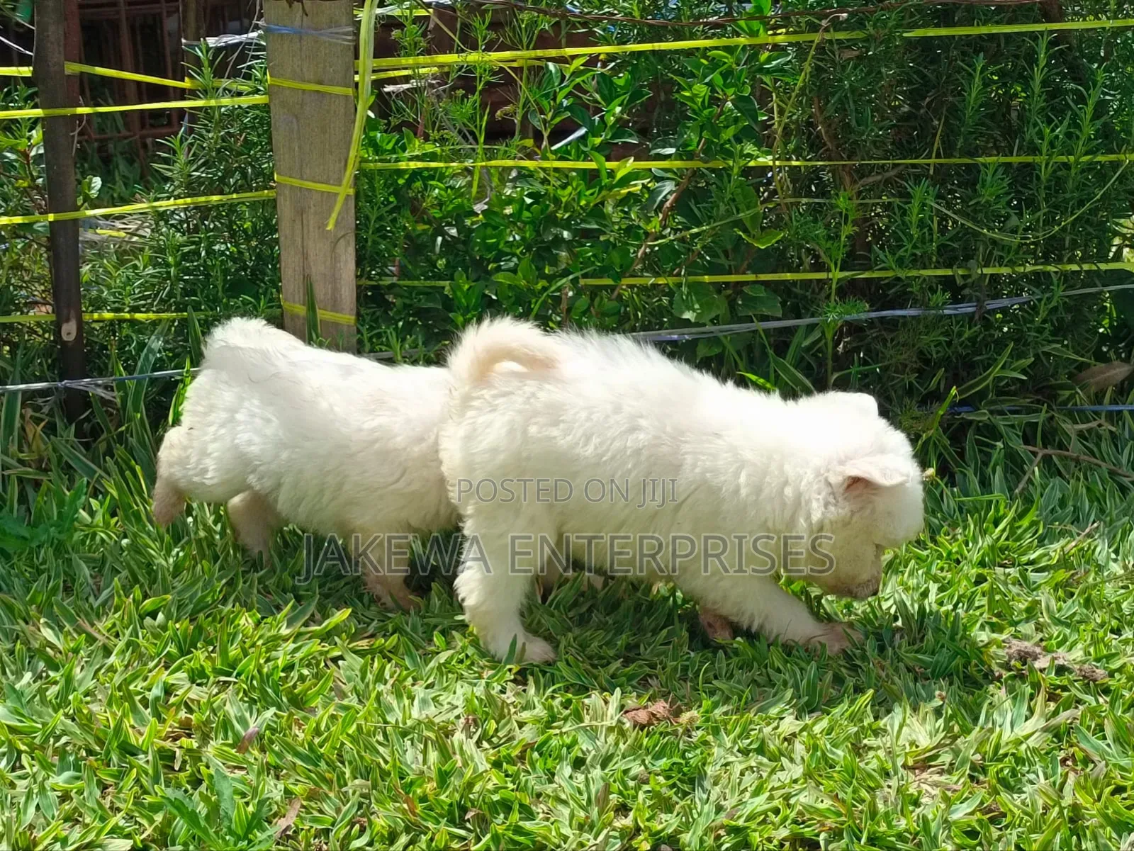 1-3 months Male Purebred Havanese