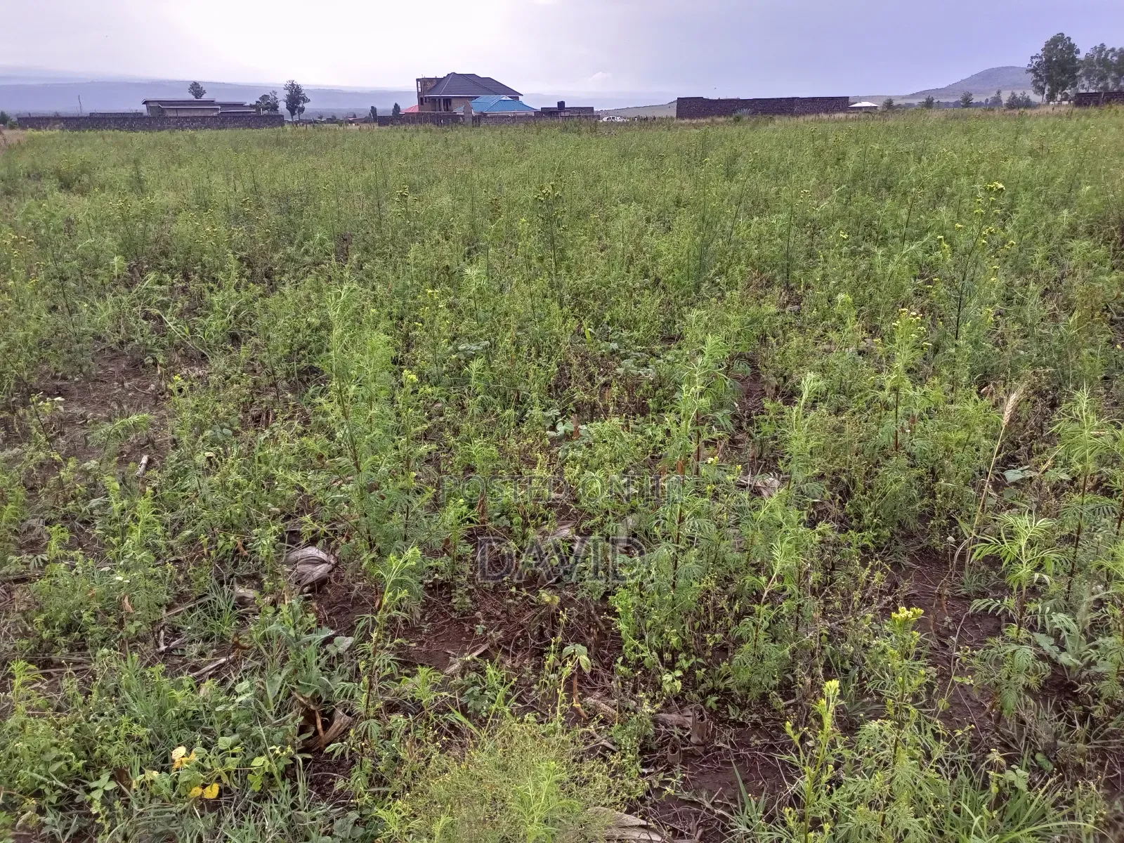 Half Acre Plot for Sale in Mwariki C Pipeline