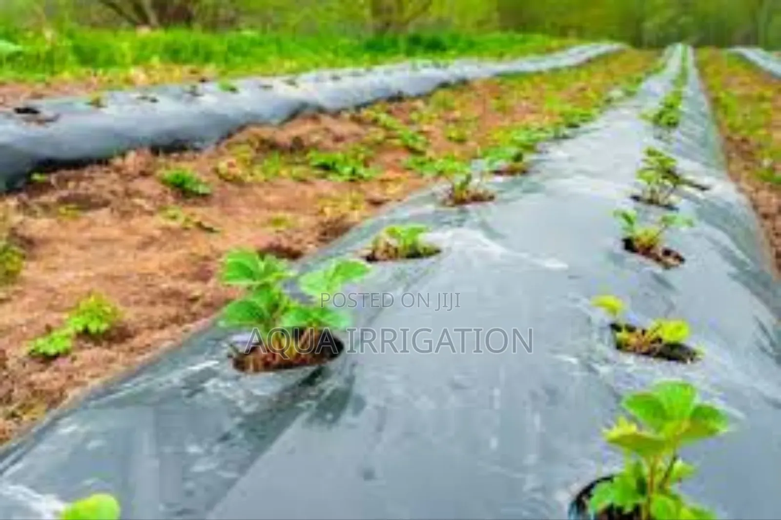 Plastic Mulch Films: Benefits and Drawbacks
