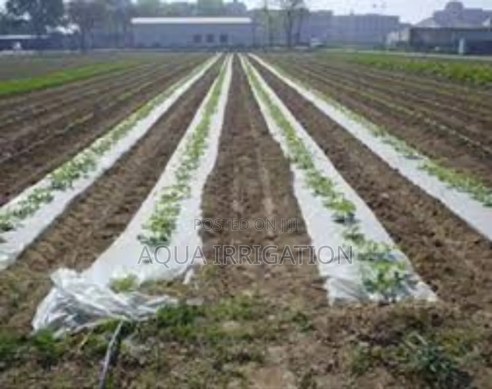 The Role of Mulch Films in Climate-Resilient Agriculture