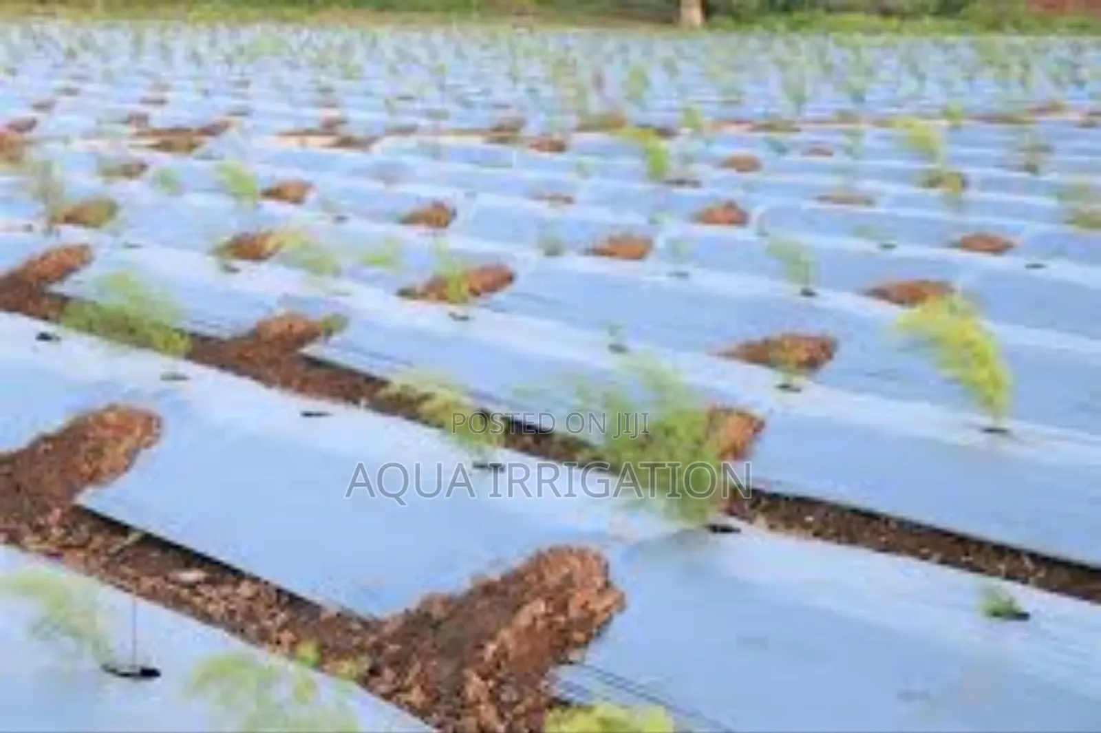 Polymeric Mulch Films and Their Agricultural Significance