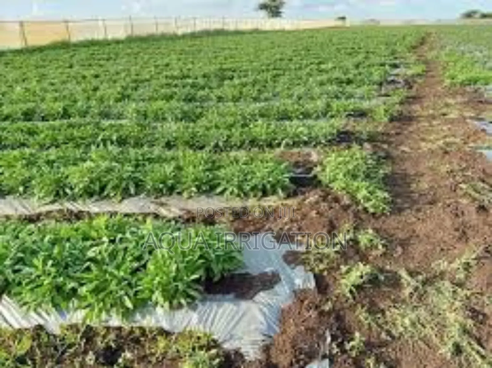 Mulch Films and Their Role in Greenhouse Management