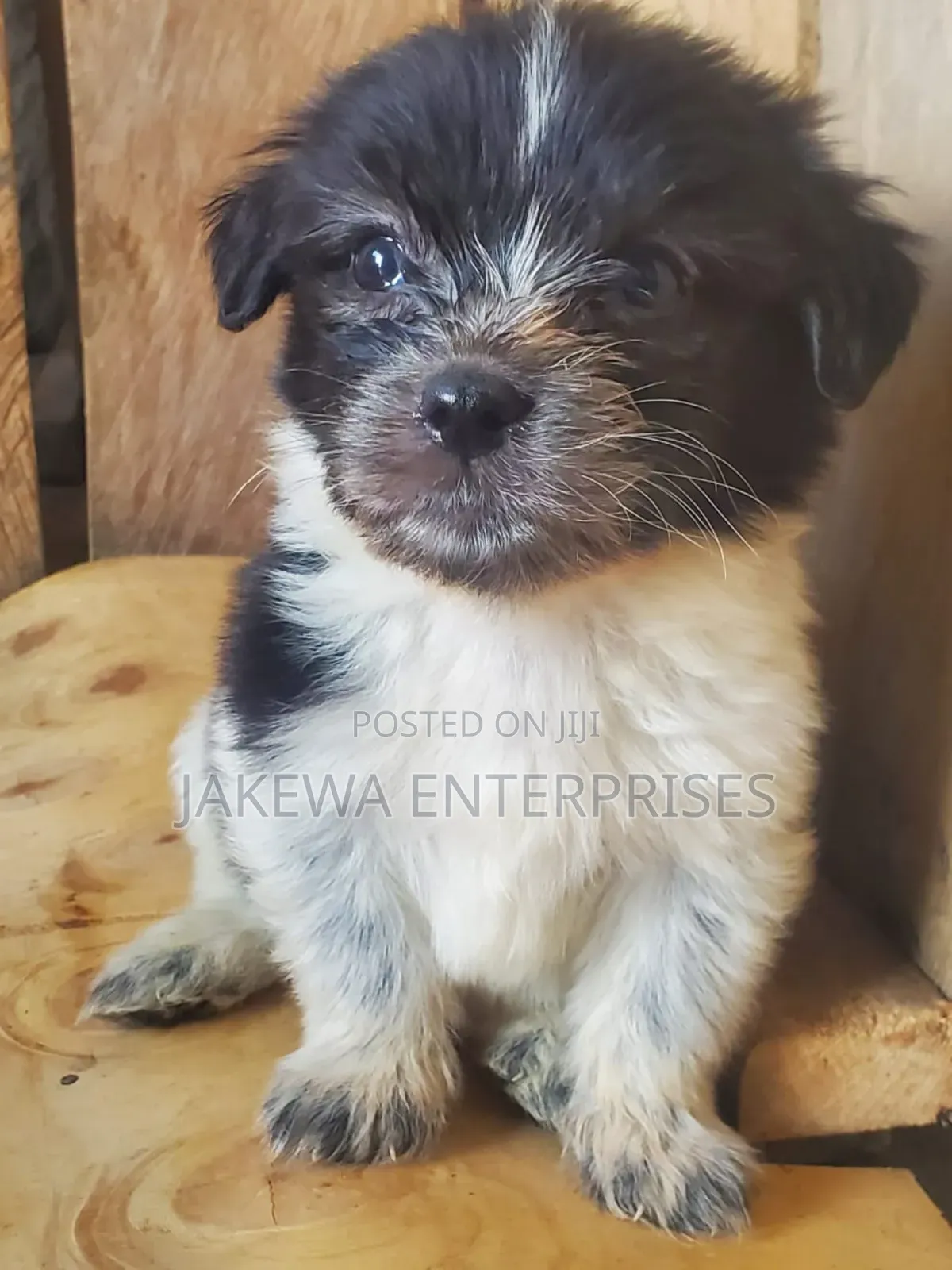 1-3 months Female Purebred Havanese