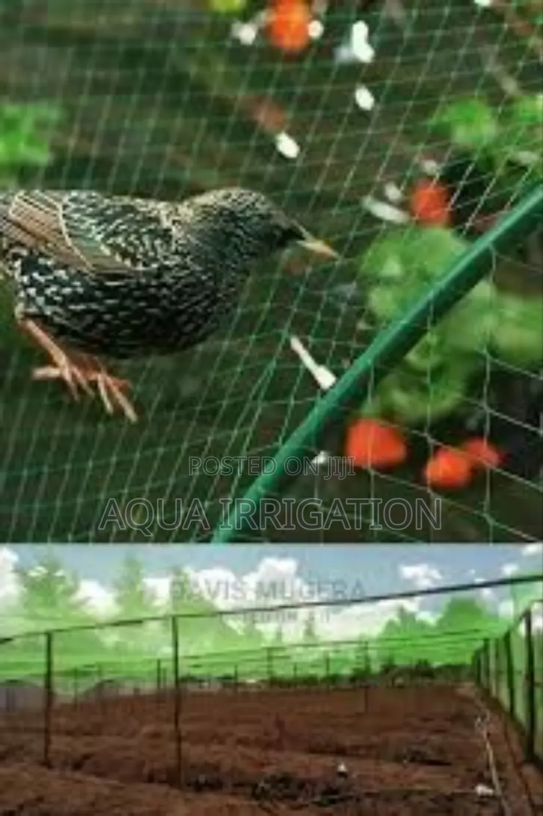 Ecocrop Bird Net – Sustainable Crop Protection