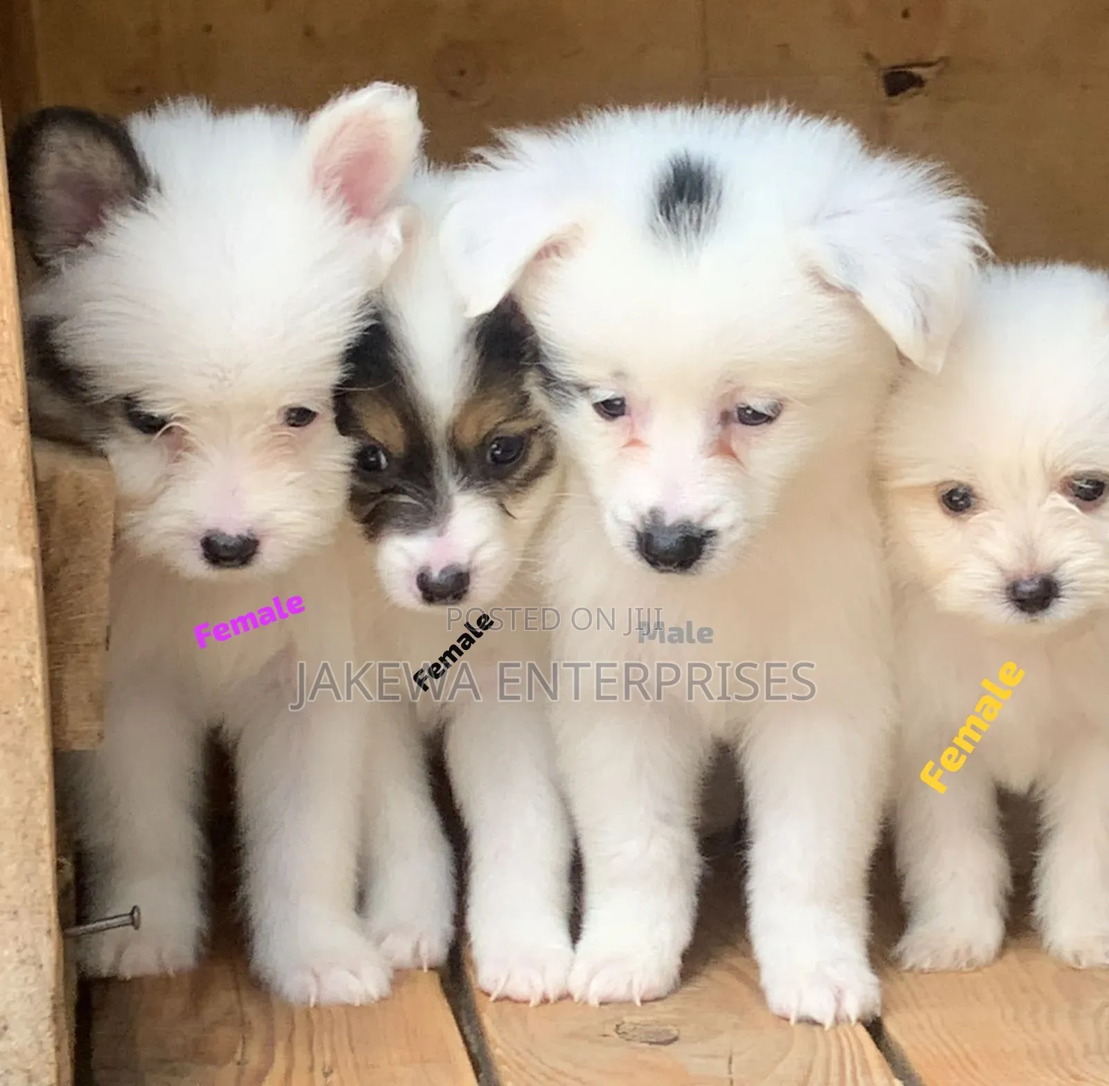 1-3 months Male Purebred Havanese