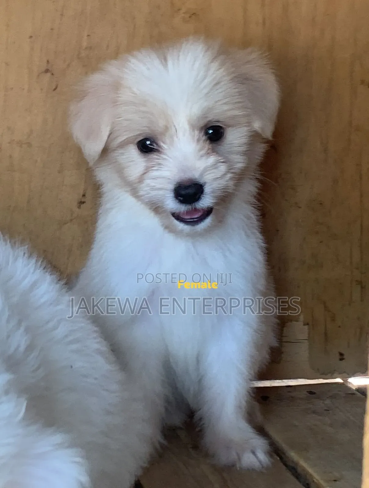 1-3 months Female Purebred Havanese