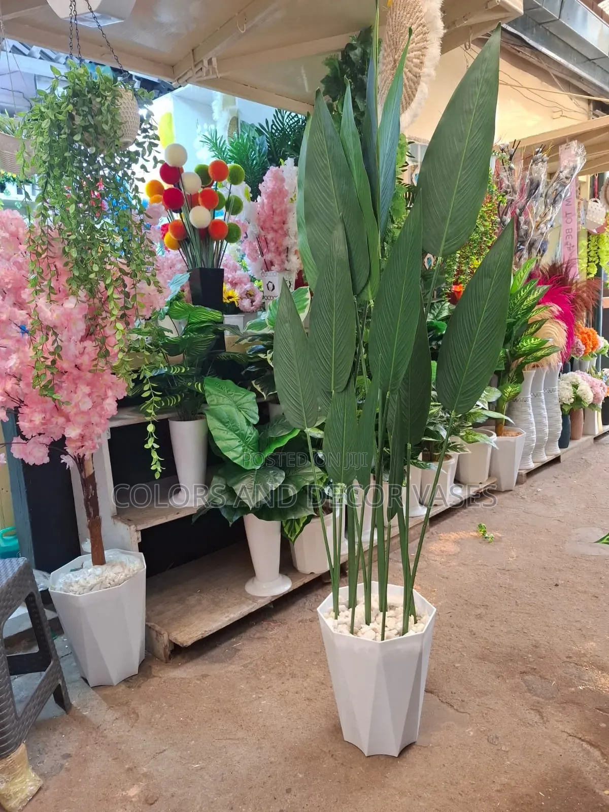 Birds Of Paradise Banana Plant And Vase In Stock
