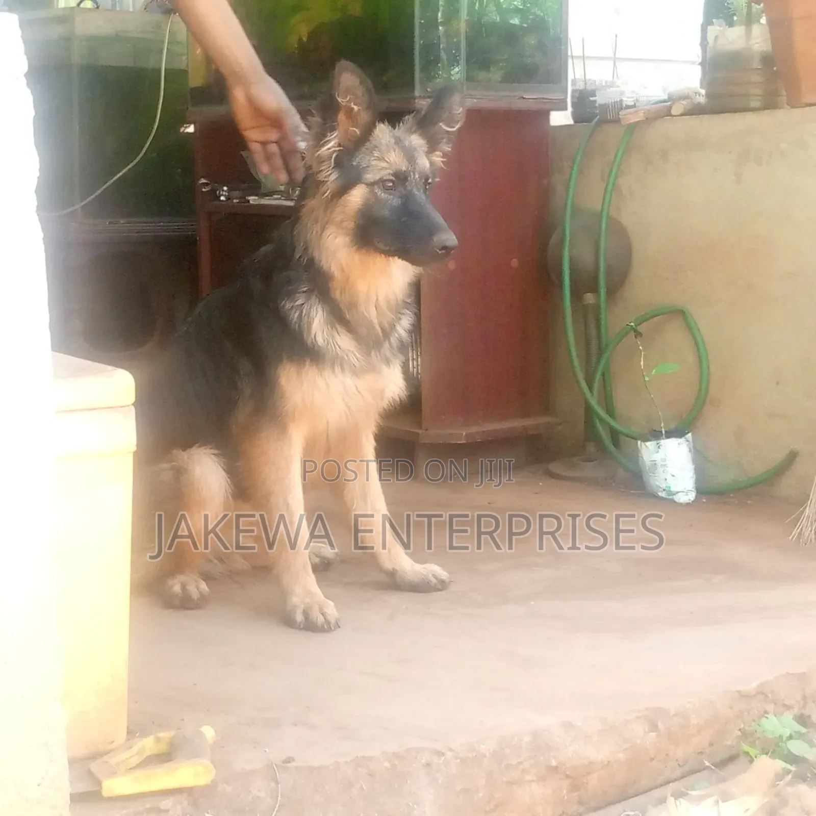 6-12 months Female Purebred German Shepherd