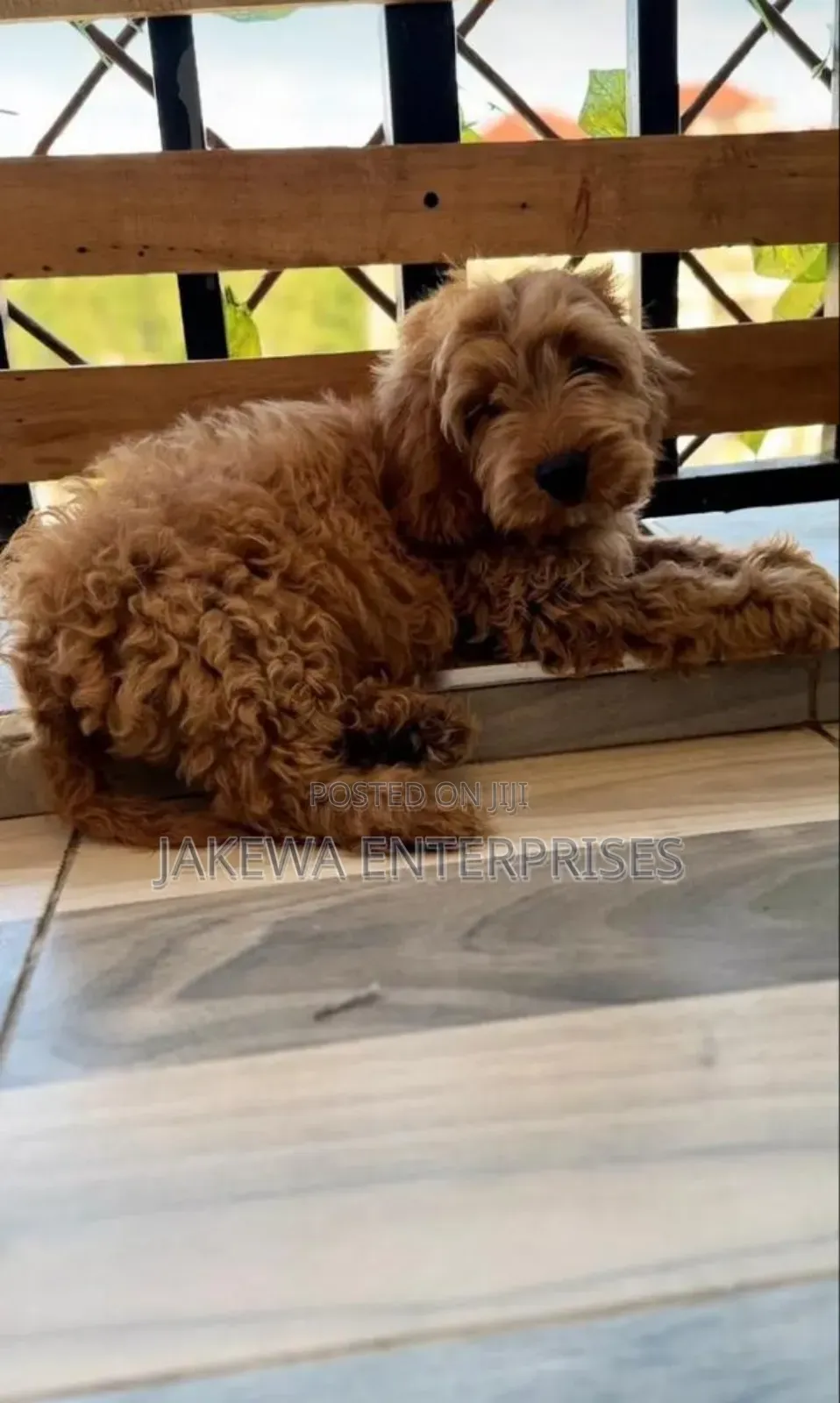 1-3 months Male Purebred Cockapoo