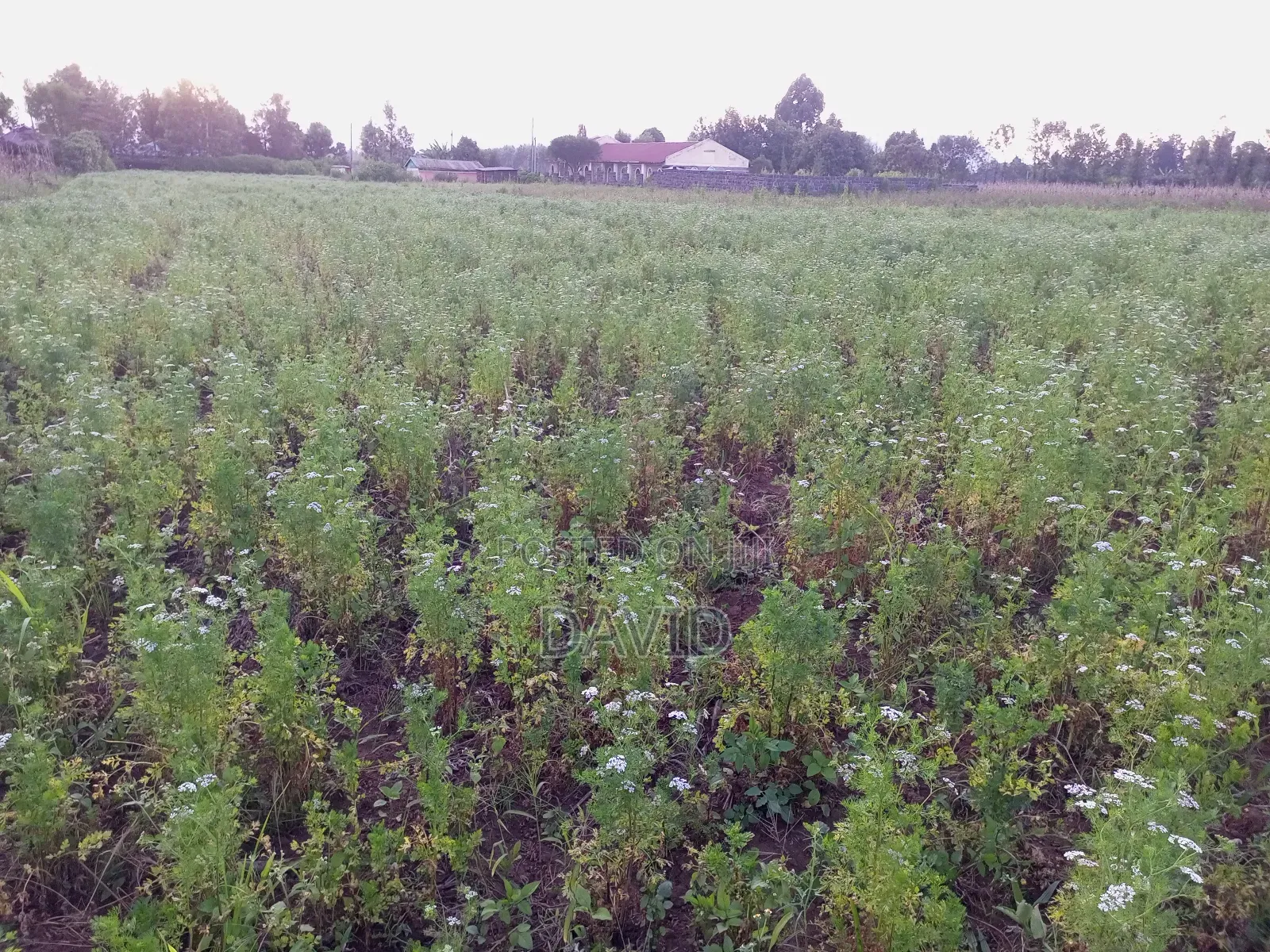 One Acre for Sale in Wanyororo Lanet