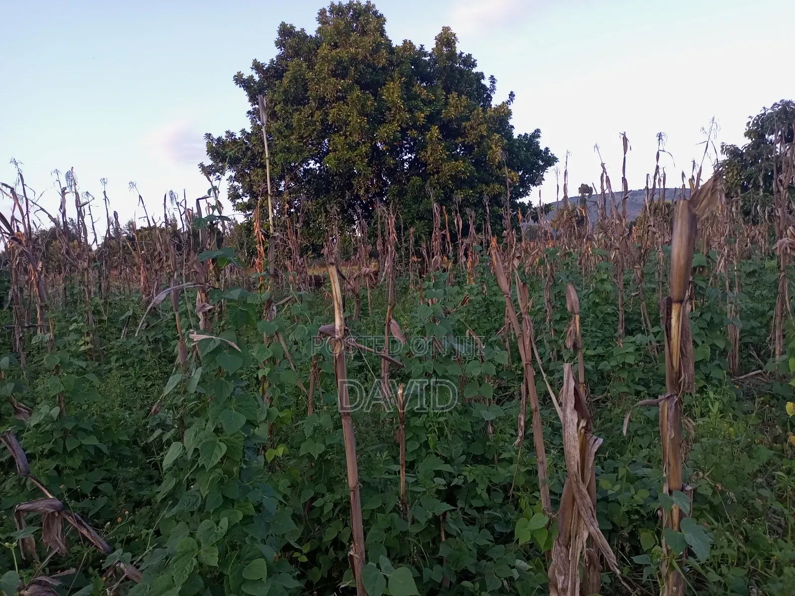 One Acre for Sale in Wanyororo Lanet