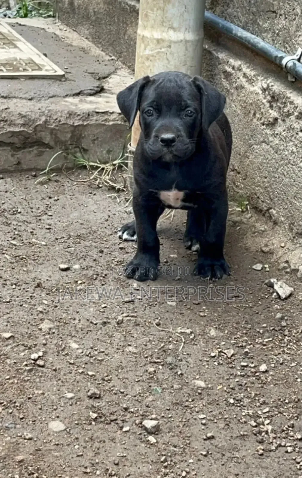 1-3 months Male Purebred Boerboel