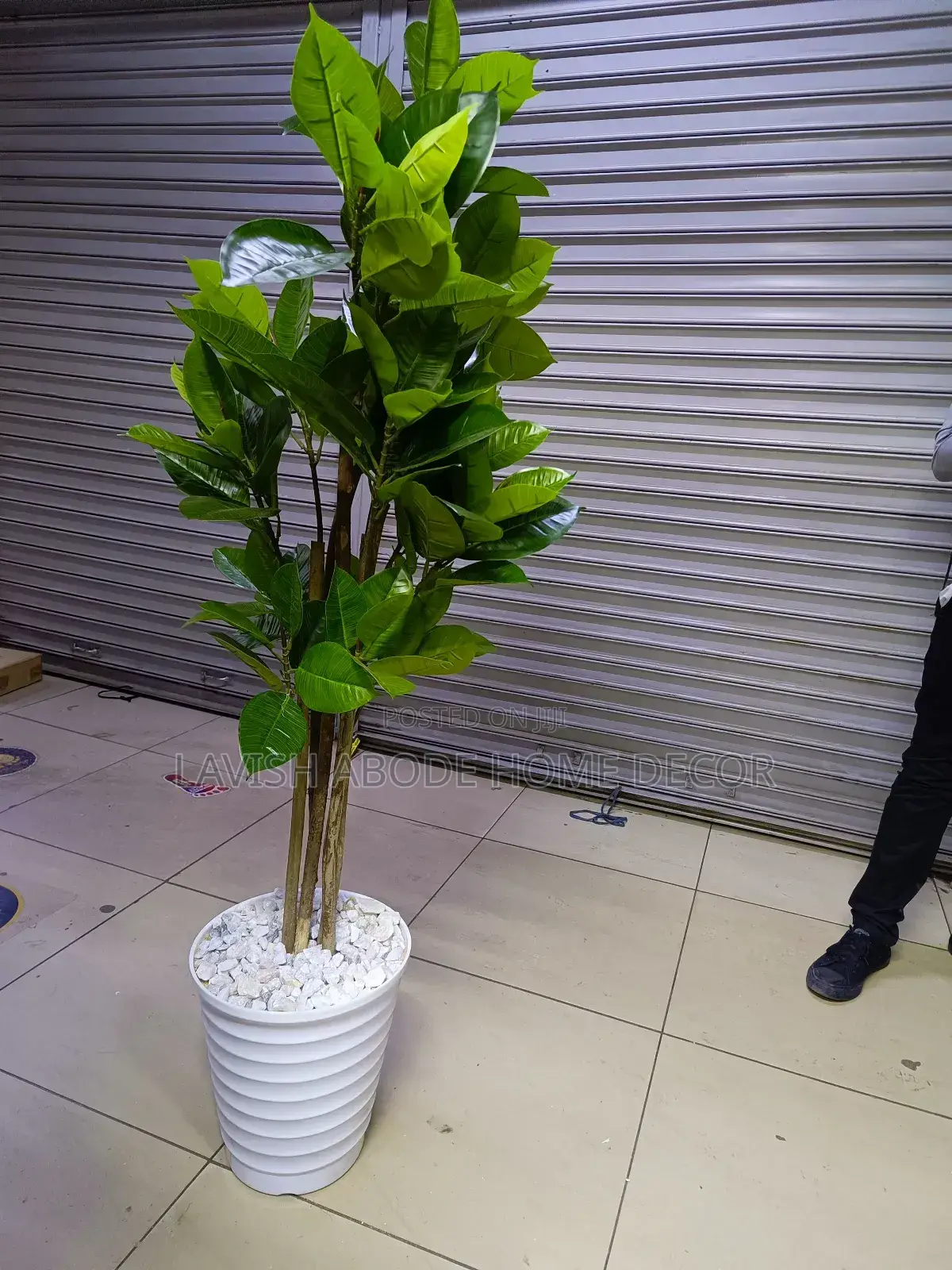 Artificial Rubber Plant - 160cm Height Indoor and Outdoor