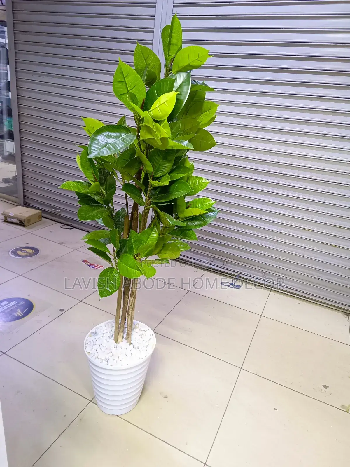 Artificial Rubber Plant Indoor and Outdoor Plastic Plant