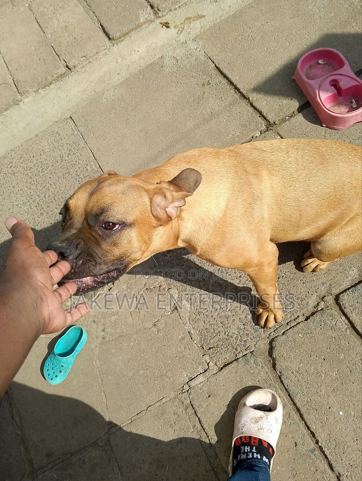 6-12 months Female Purebred Boerboel