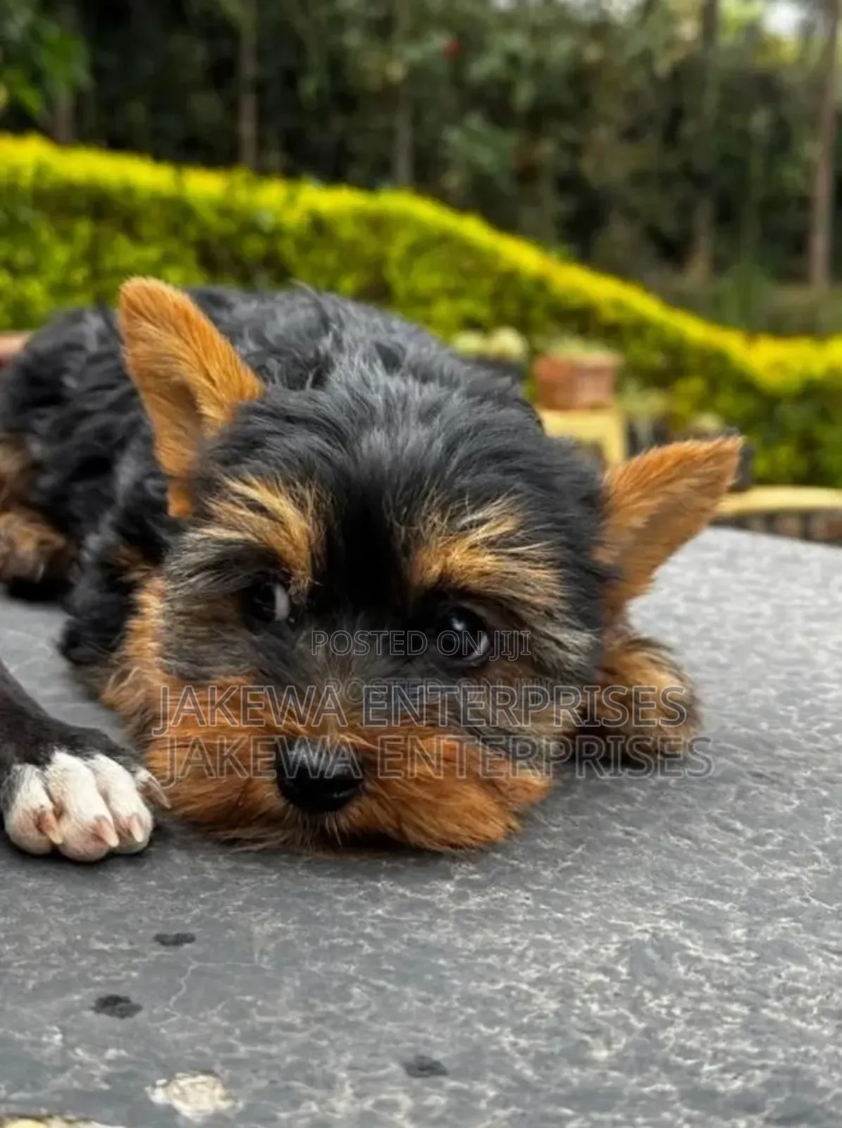 1-3 months Male Purebred Yorkshire Terrier