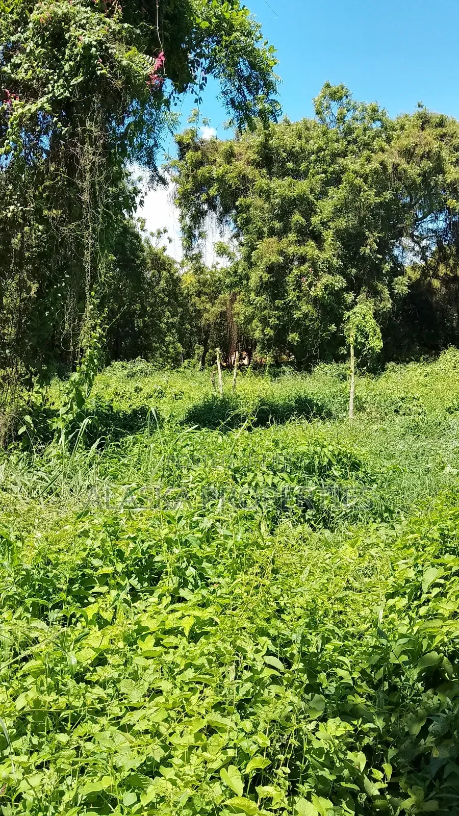 2 Acre Plot for Sale in Nyali Estate