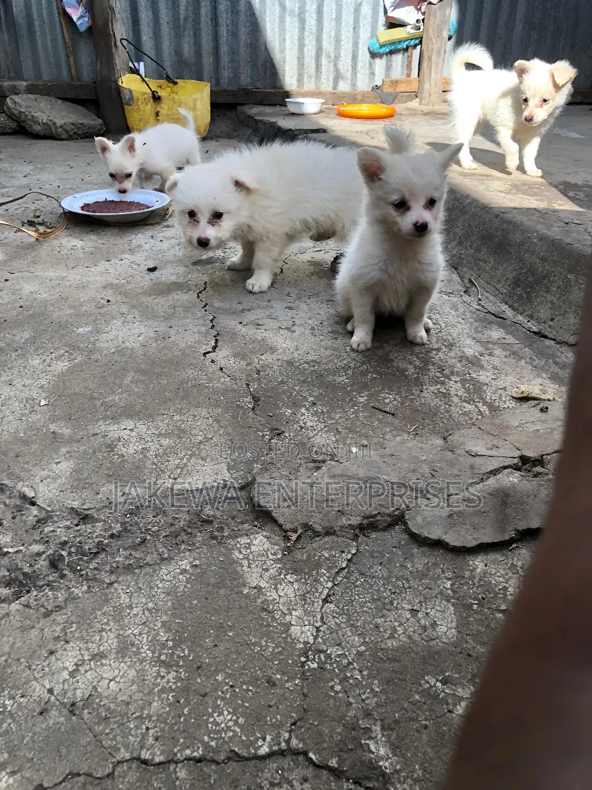 1-3 months Female Purebred Japanese Spitz