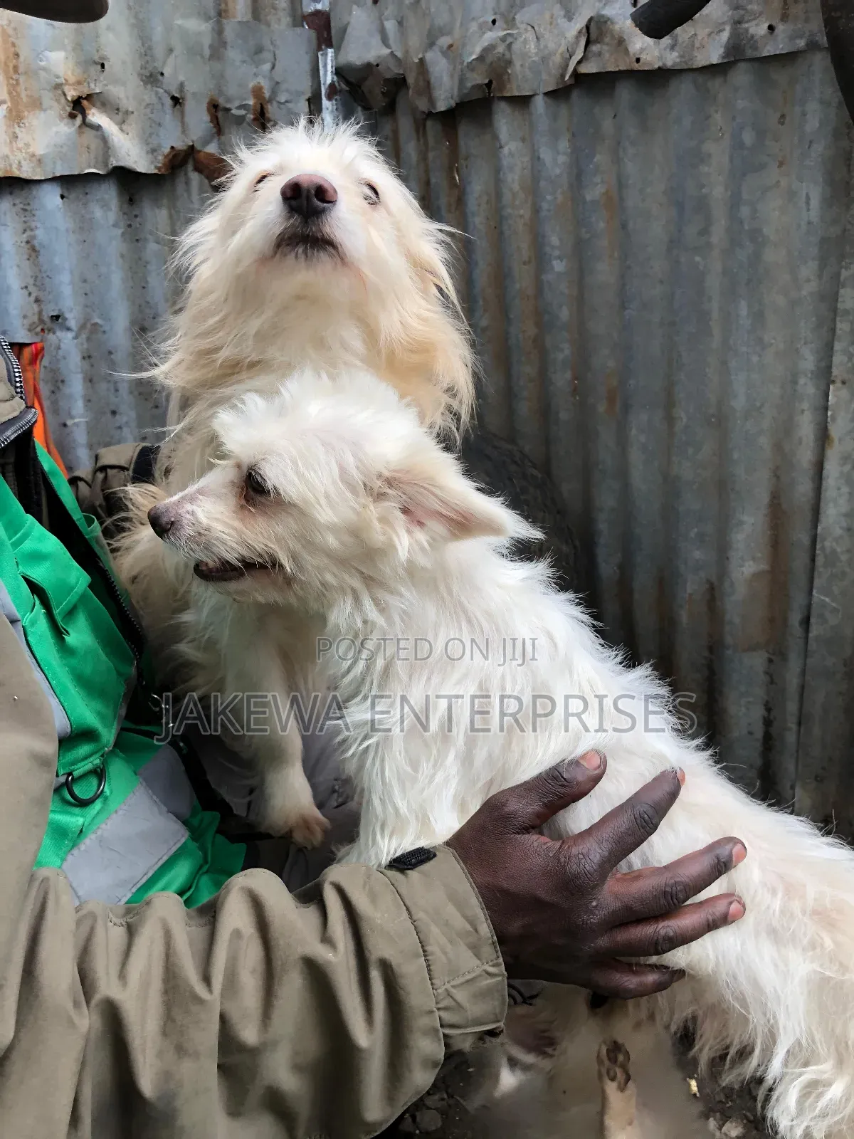 1-3 months Female Purebred Japanese Spitz
