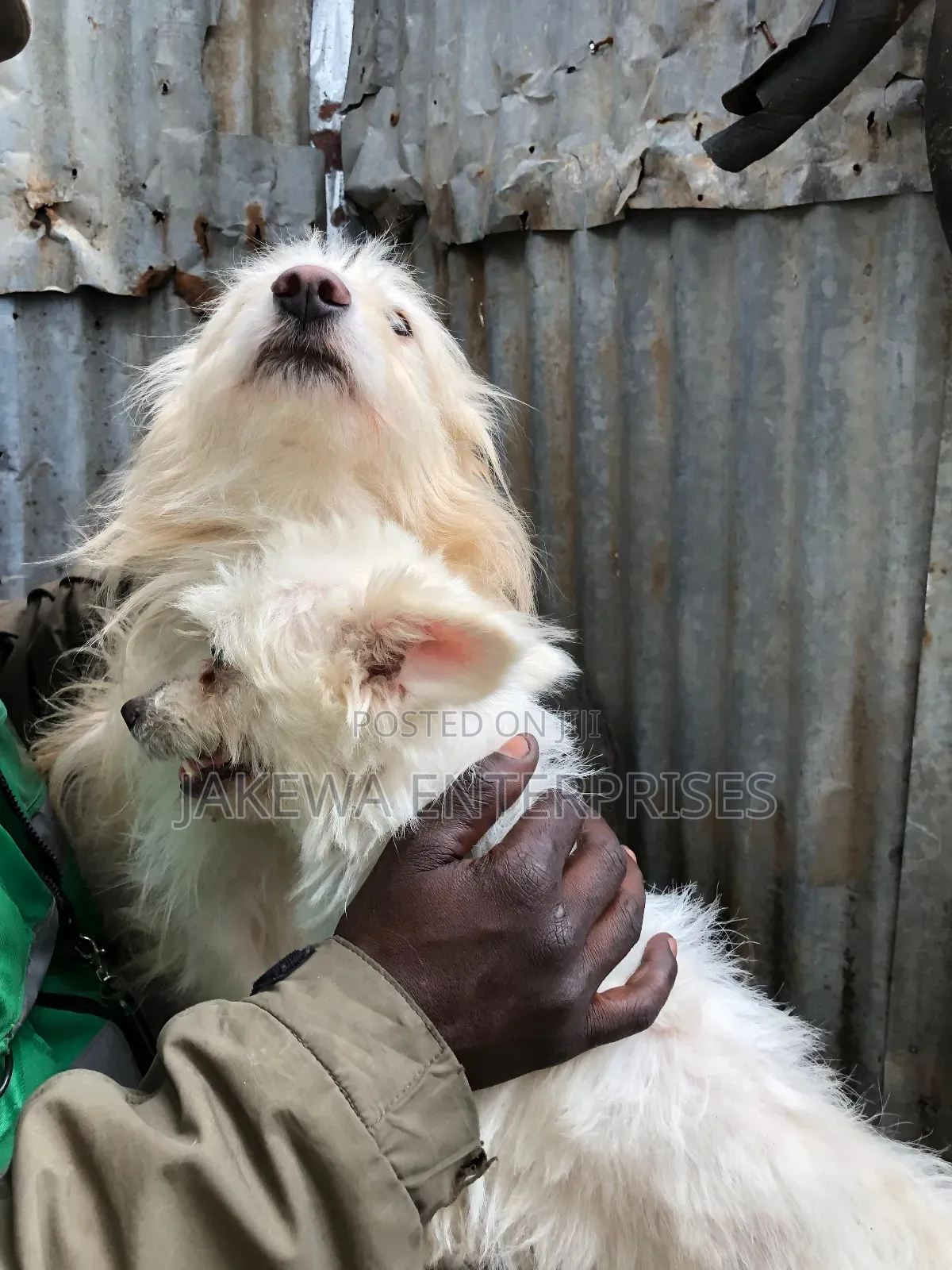 1-3 months Female Purebred Japanese Spitz