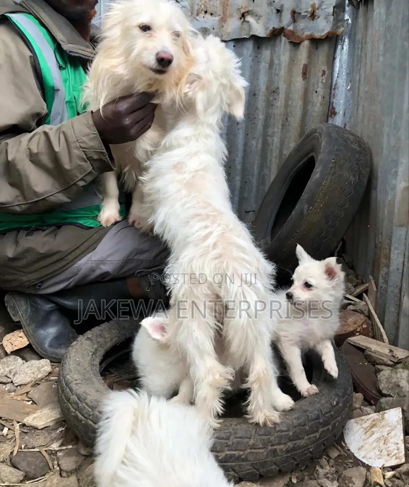 1-3 months Female Purebred Japanese Spitz
