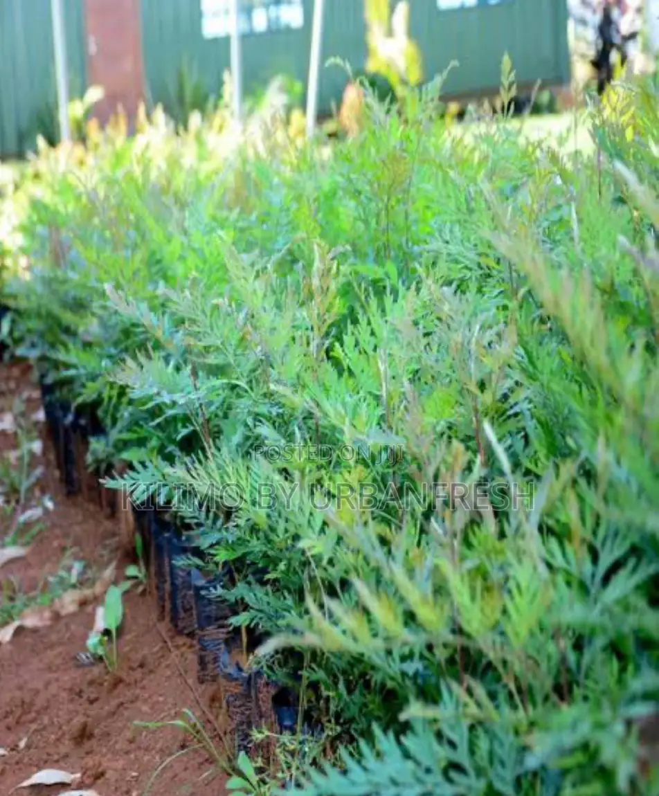 Gravelia Tree Seedlings MOQ 100