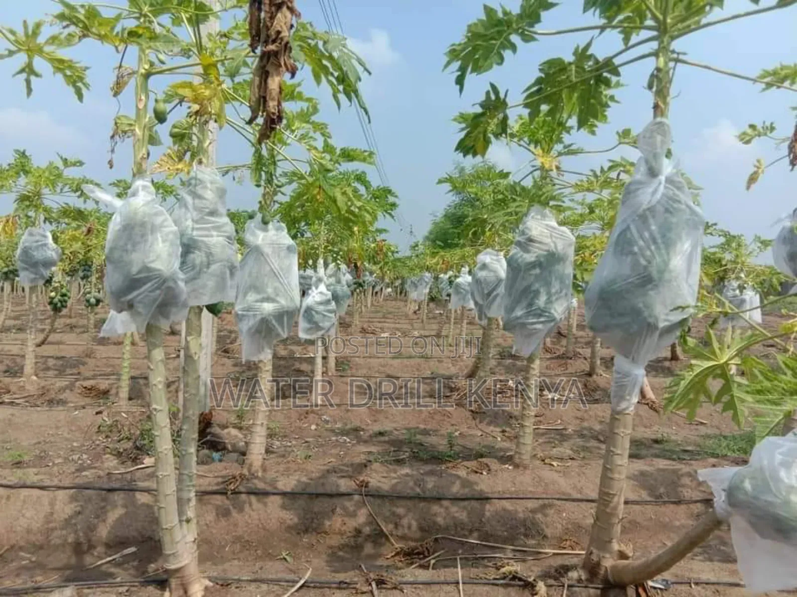 Agro Farm Consulting